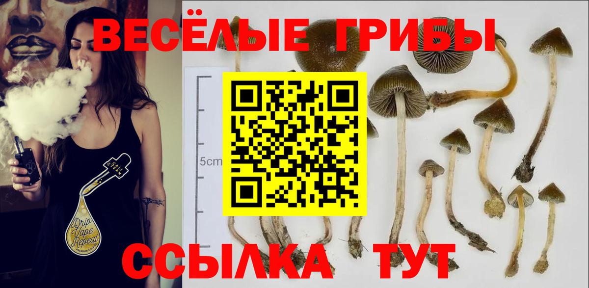 Псилоцибиновые грибы Psilocybine cubensis Коряжма